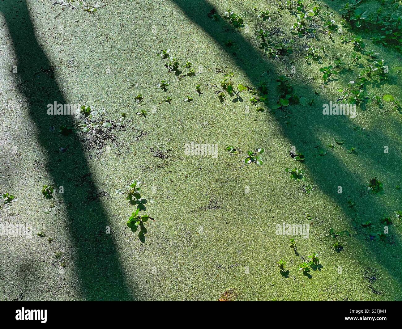 Green algae on a pond - Smartphone Captured Stock Image Green algae on a pond - Smartphone Captured Stock Image