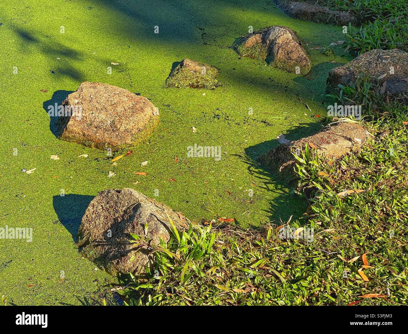 Rocks and green algae on a pond - Smartphone Captured Stock Image Rocks and green algae on a pond - Smartphone Captured Stock Image