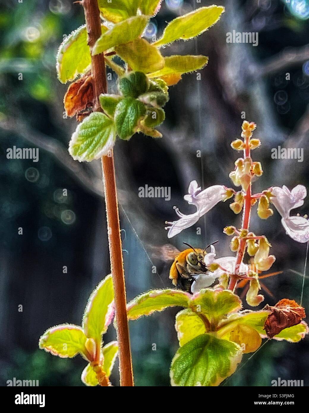 Bee on a flower - Smartphone Captured Stock Image