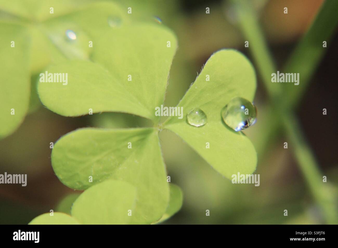 Water drops on the edge of a clover leaf Stock Photo