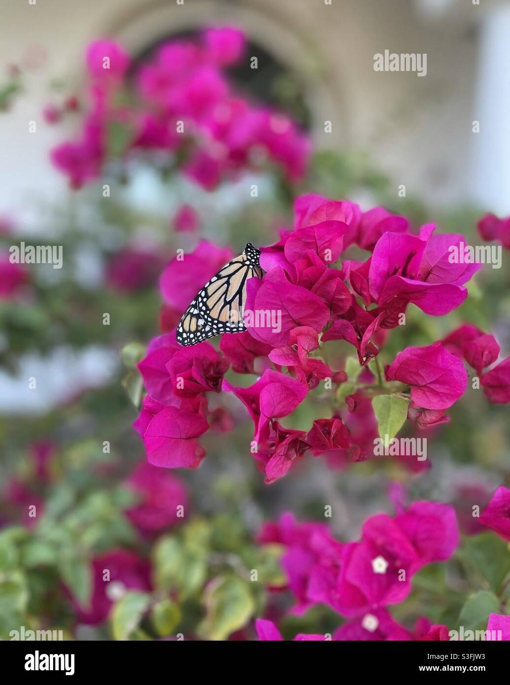 Butterfly first flight after breaking out of cocoon Stock Photo Alamy