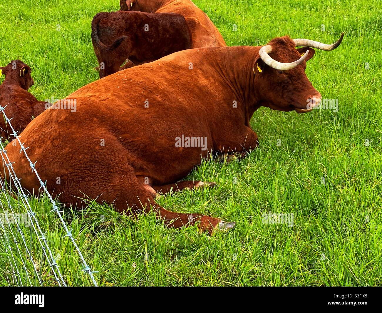 Cows at Kingston Lacy - Smartphone Captured Stock Image