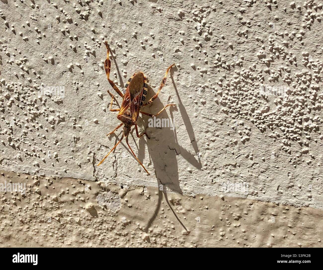 A brown insect with a beautiful geometric pattern on its exterior shell. - Smartphone Captured Stock Image