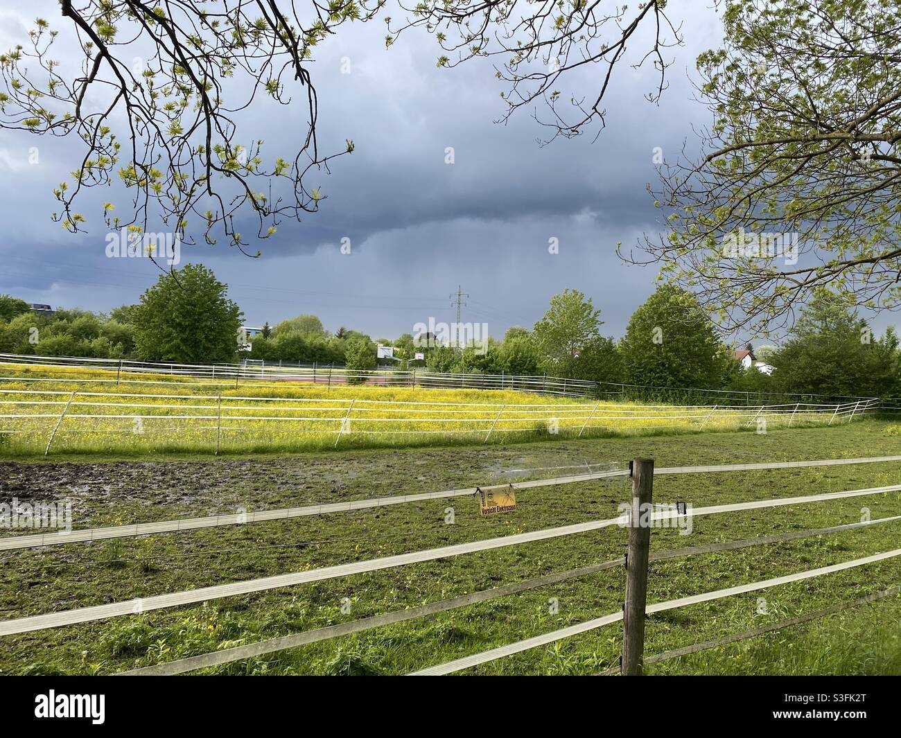 Yellow raps fields in East Munich, Germany. - Smartphone Captured Stock Image