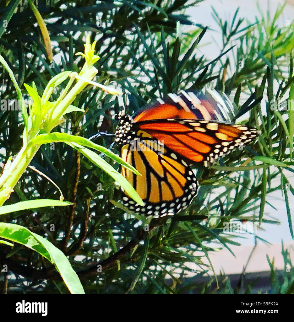 Monarch butterfly flutter Stock Photo Alamy