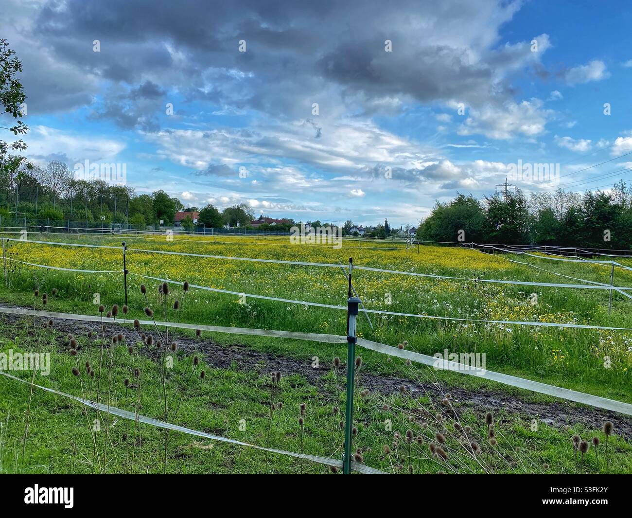 Yellow raps fields in East Munich, Germany. - Smartphone Captured Stock Image