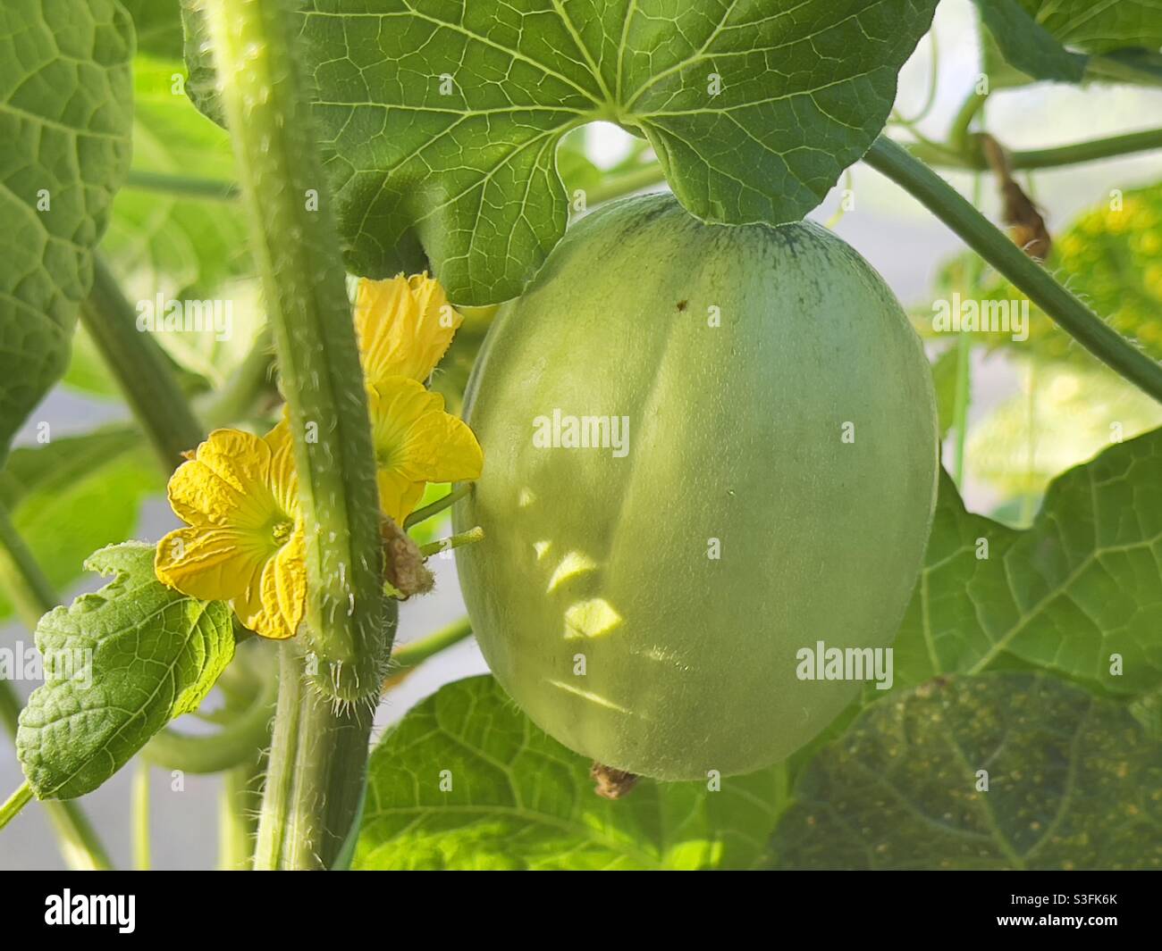 Green Melon in bloom Stock Photo Alamy