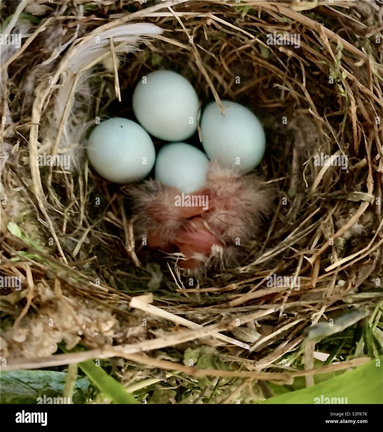 Bird nest with baby birds and eggs Stock Photo