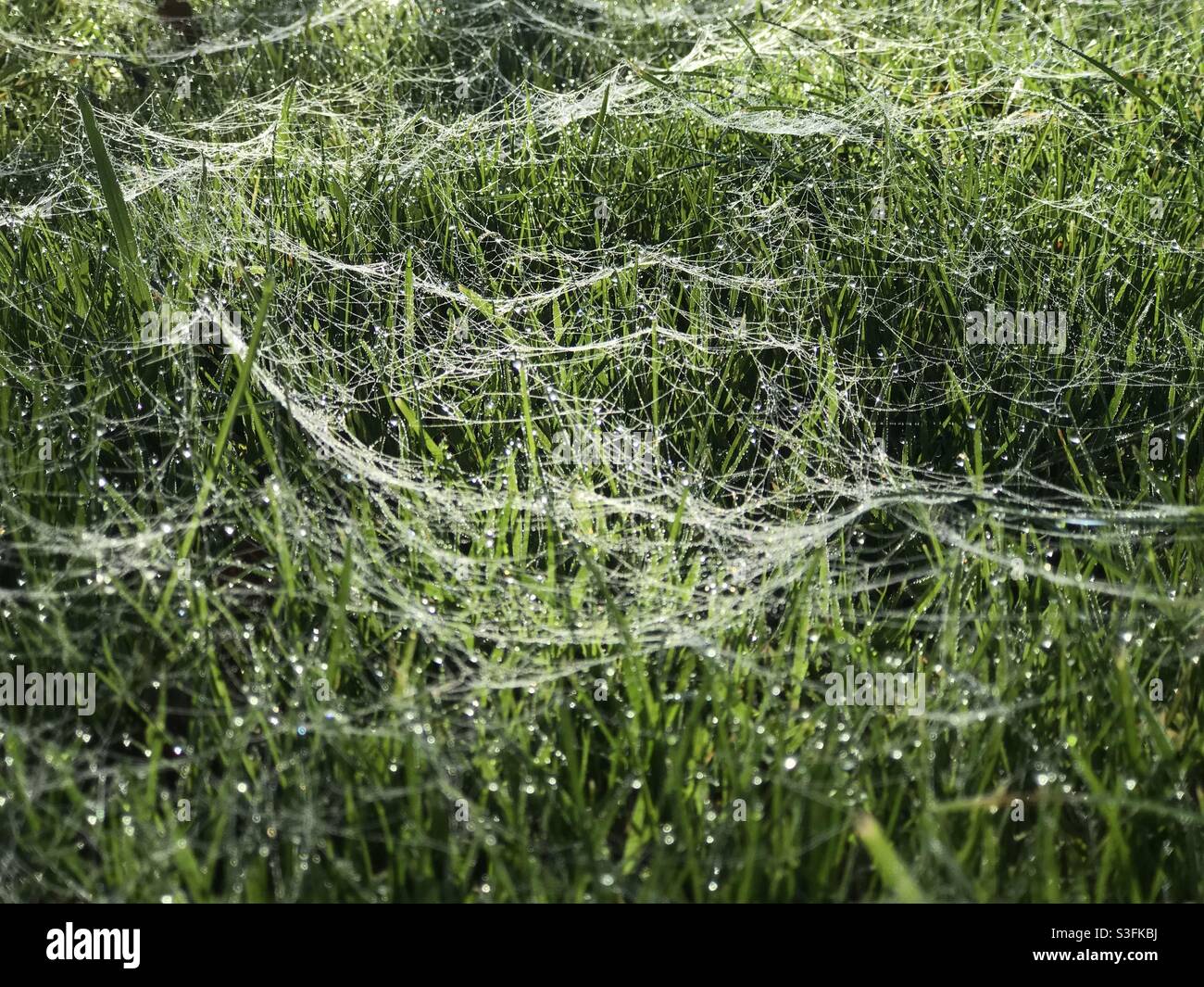 Spiderwebs on grass covered with dew Stock Photo Alamy