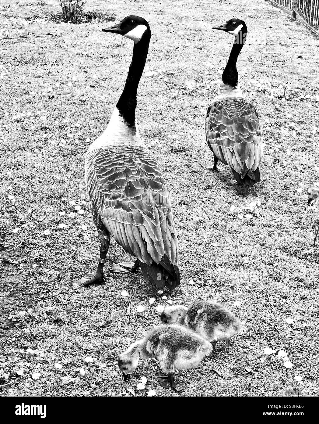 Geese london Black and White Stock Photos & Images - Alamy