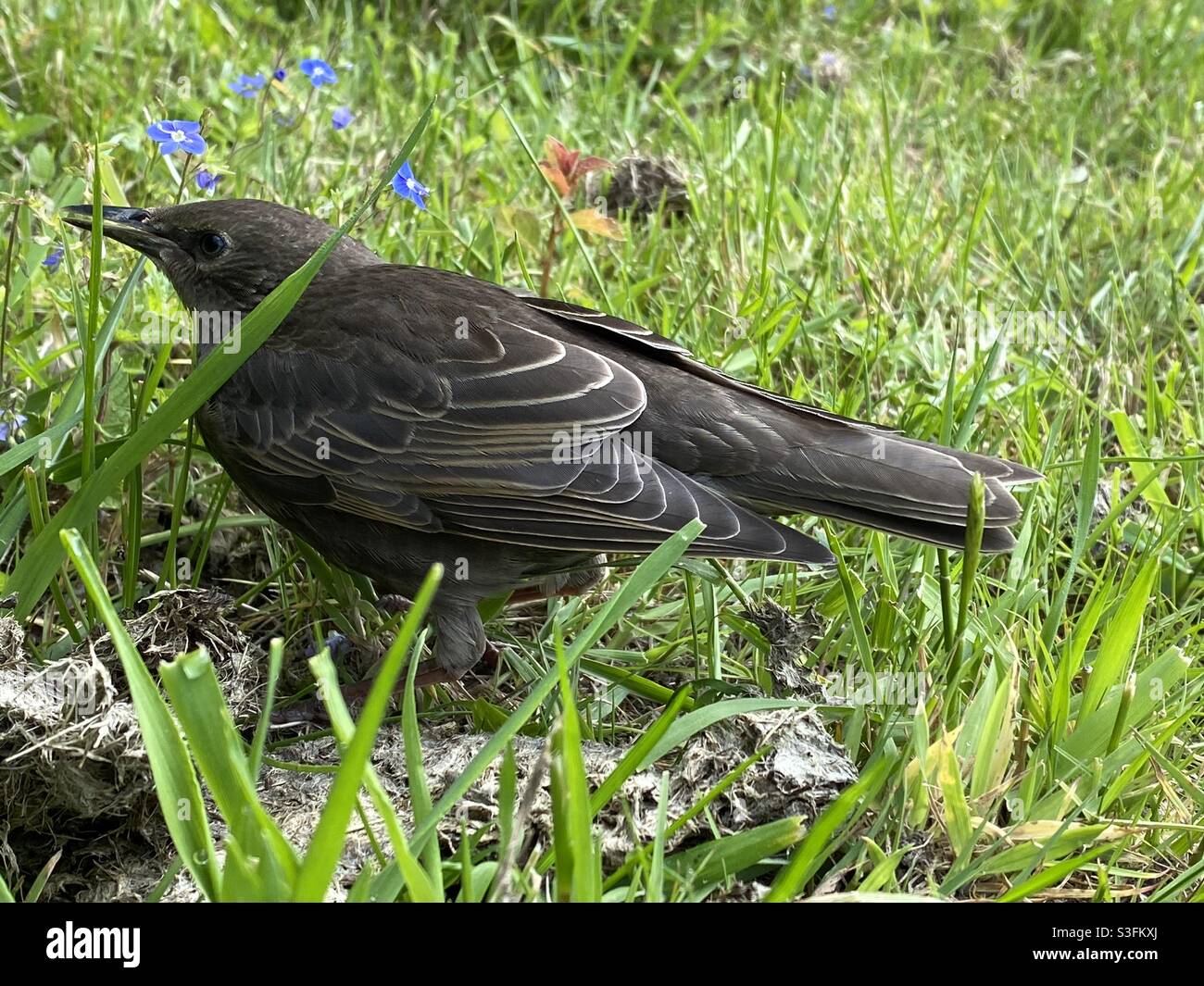 juvenile-common-blackbird-uk-hi-res-stock-photography-and-images-alamy
