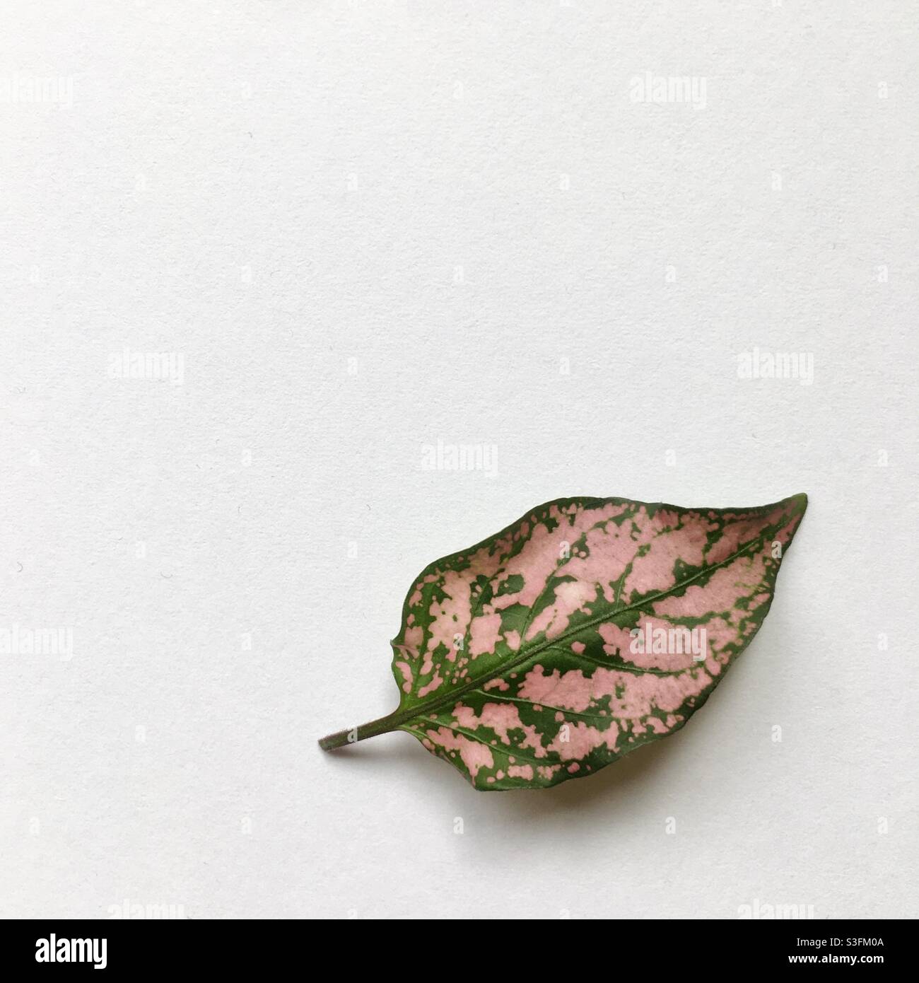Single pink and green leaf from a hypoestes phyllostachya - polka dot plant - on a plain white background. Stock Photo