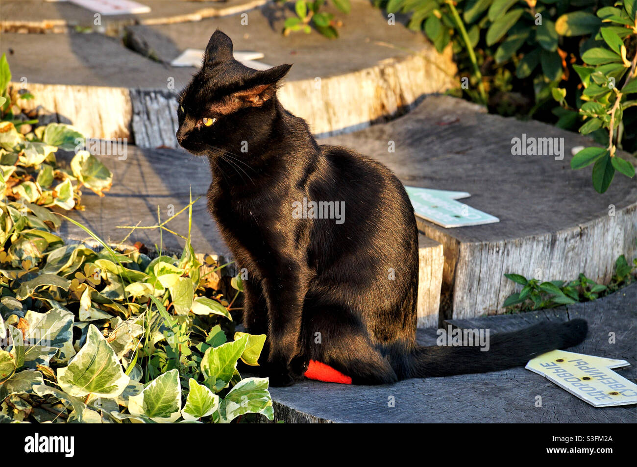 black cat with shiny fur in the light of the evening sun Stock Photo