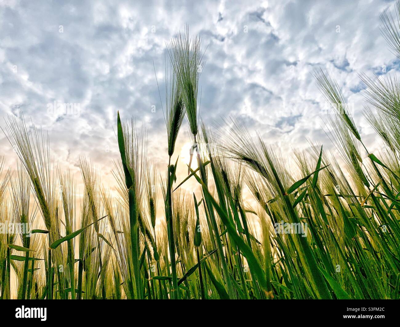 Spring. A field of Barley swaying in the sun. - Smartphone Captured Stock Image