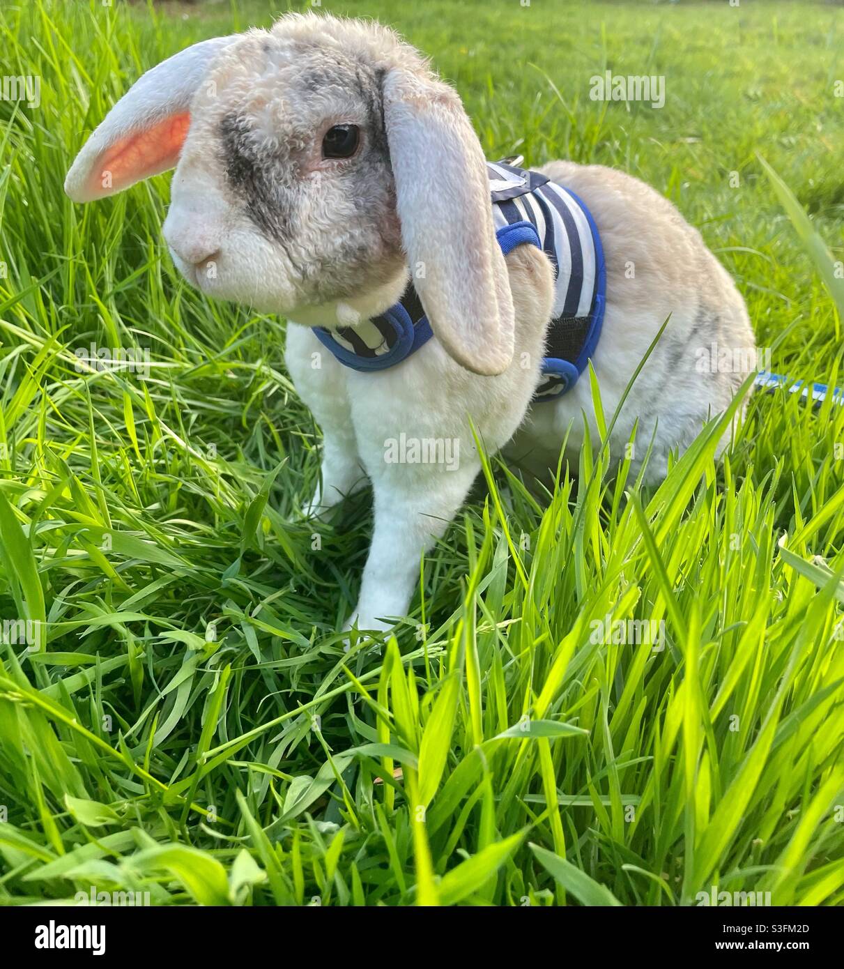 Rabbit wearing a harness hires stock photography and images Alamy