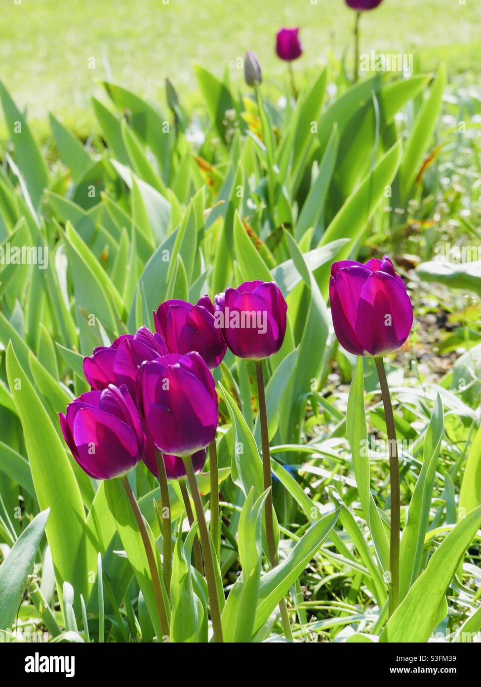 Tulips ? on a sunny ☀️ day ? Stock Photo