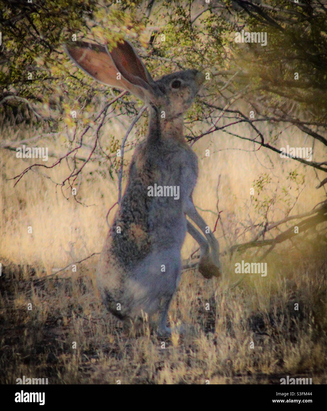 Jack rabbit desert hires stock photography and images Alamy