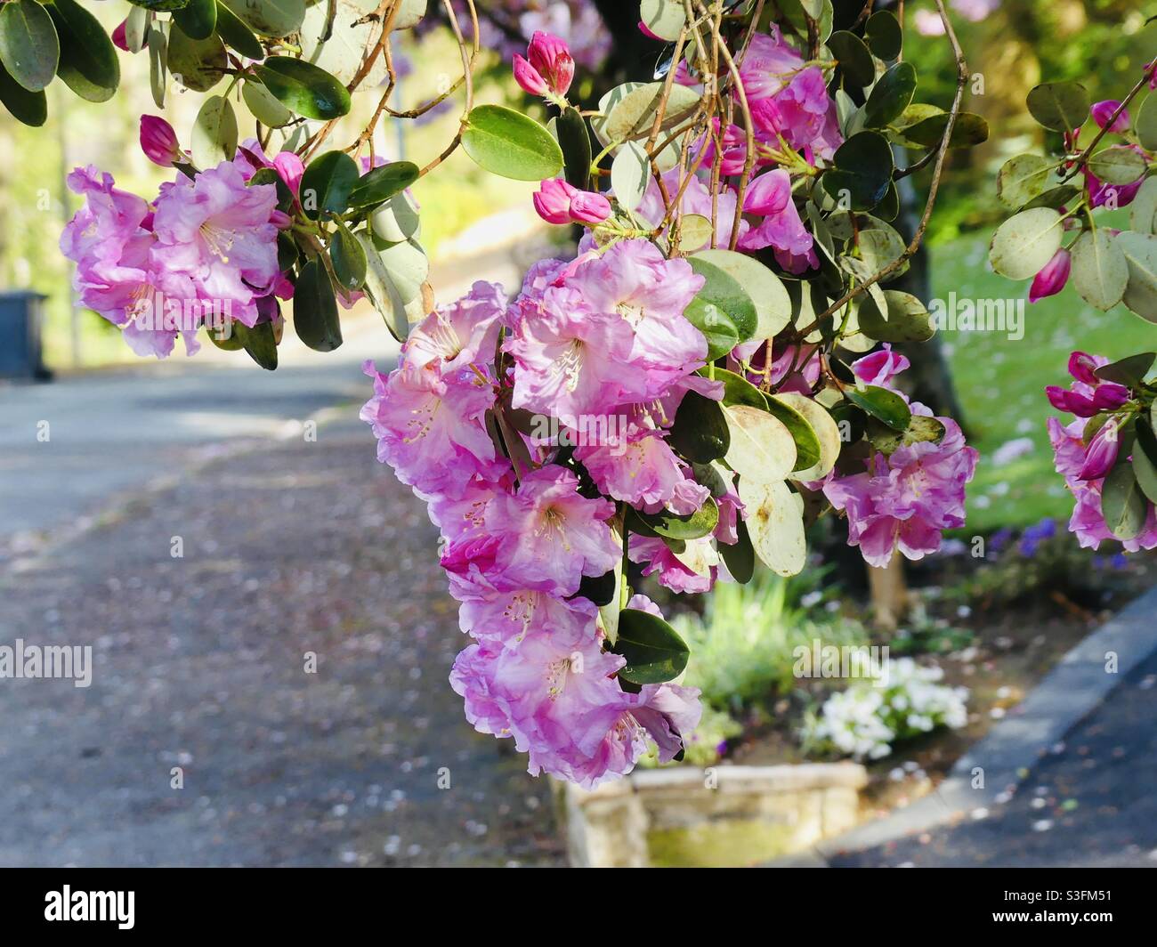 Rhododendrons on a Spring day ??. in an English country village Stock Photo