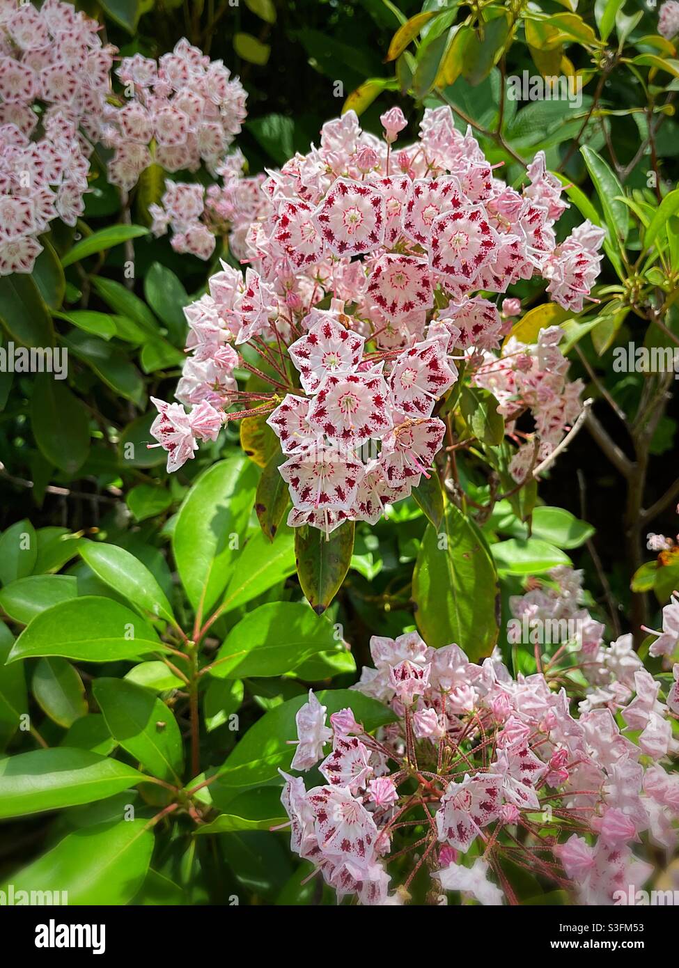 Close up of a flowering mountain laurel bush, USA Stock Photo