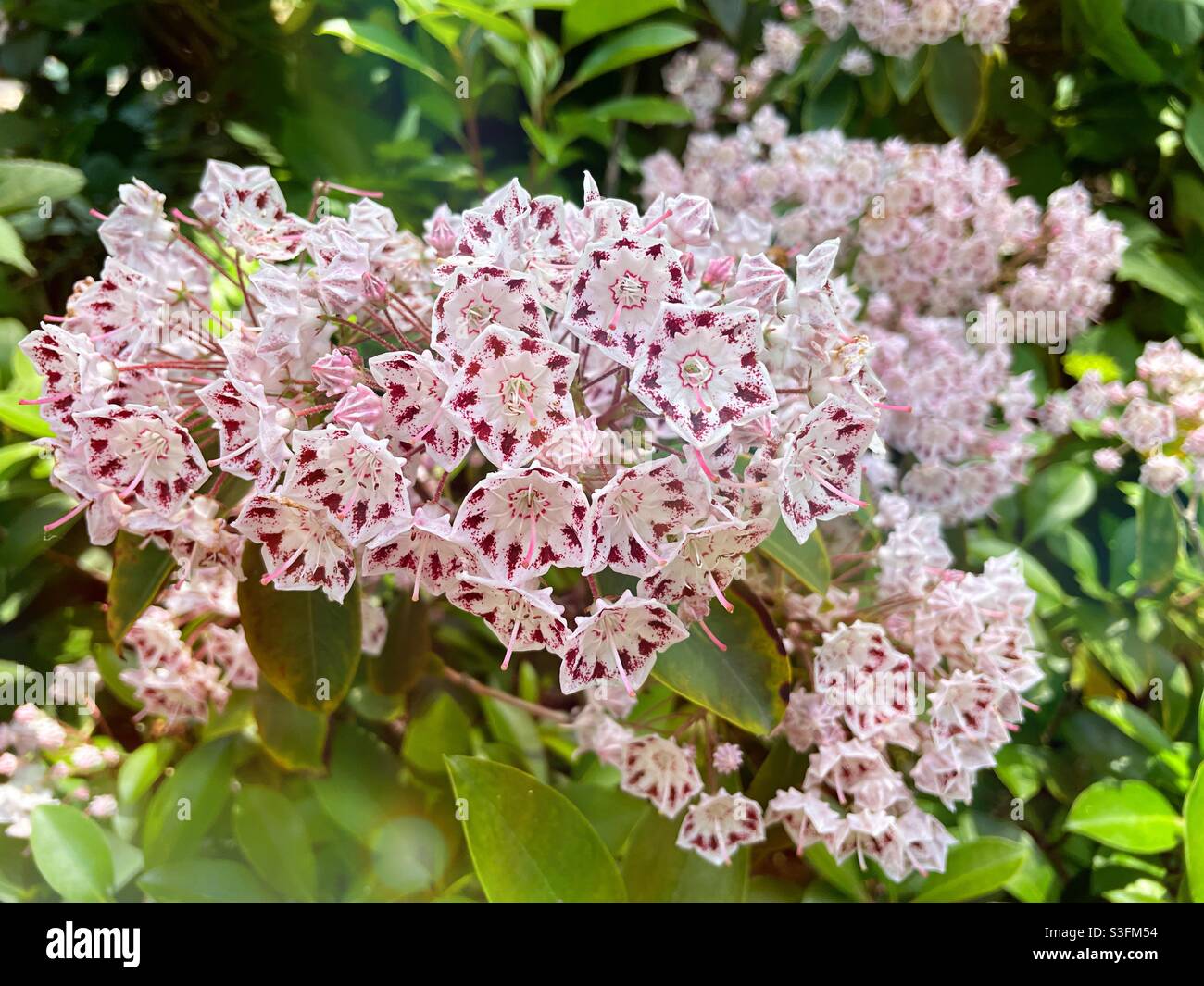 Close up of a pink and white flowering mountain laurel bush, USA - Smartphone Captured Stock Image