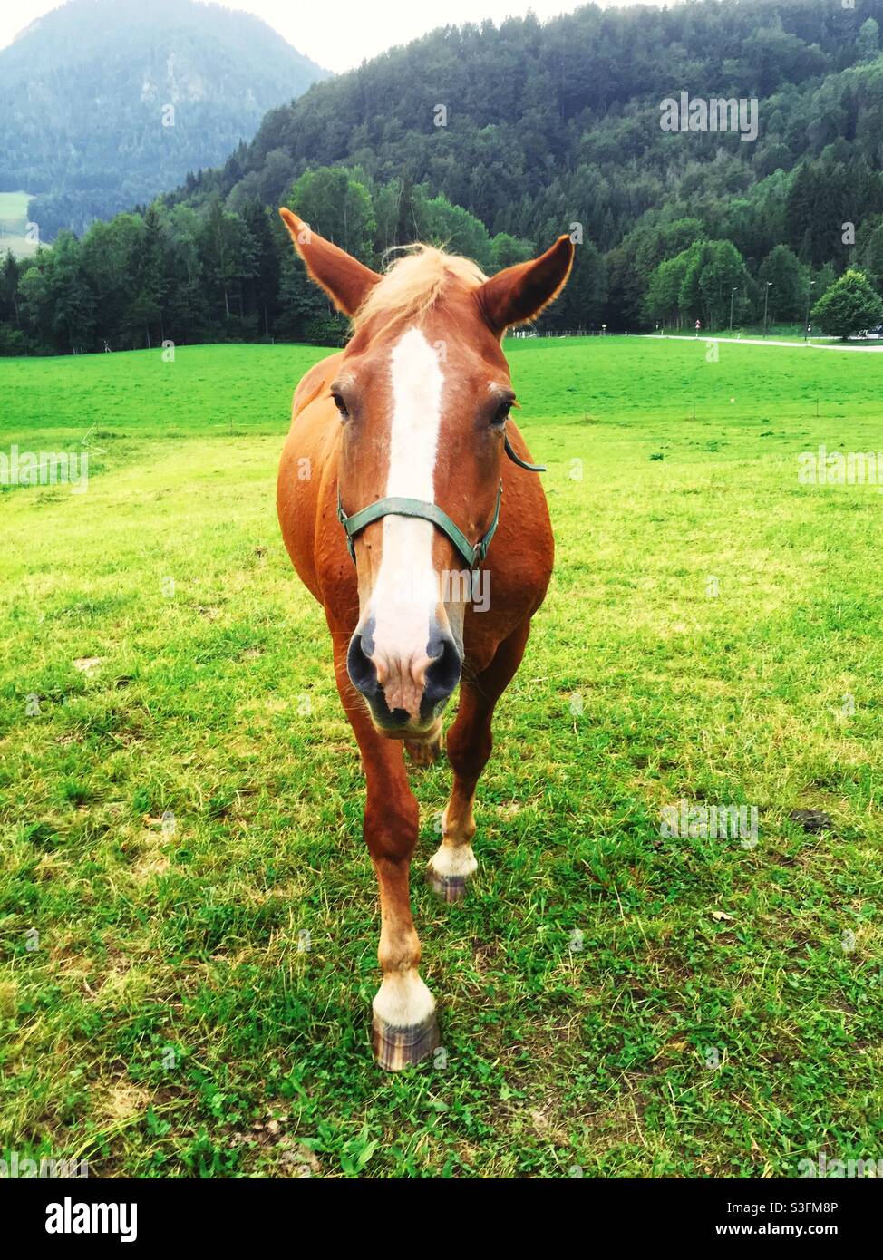 Front view of a beautiful brown horse - Smartphone Captured Stock Image