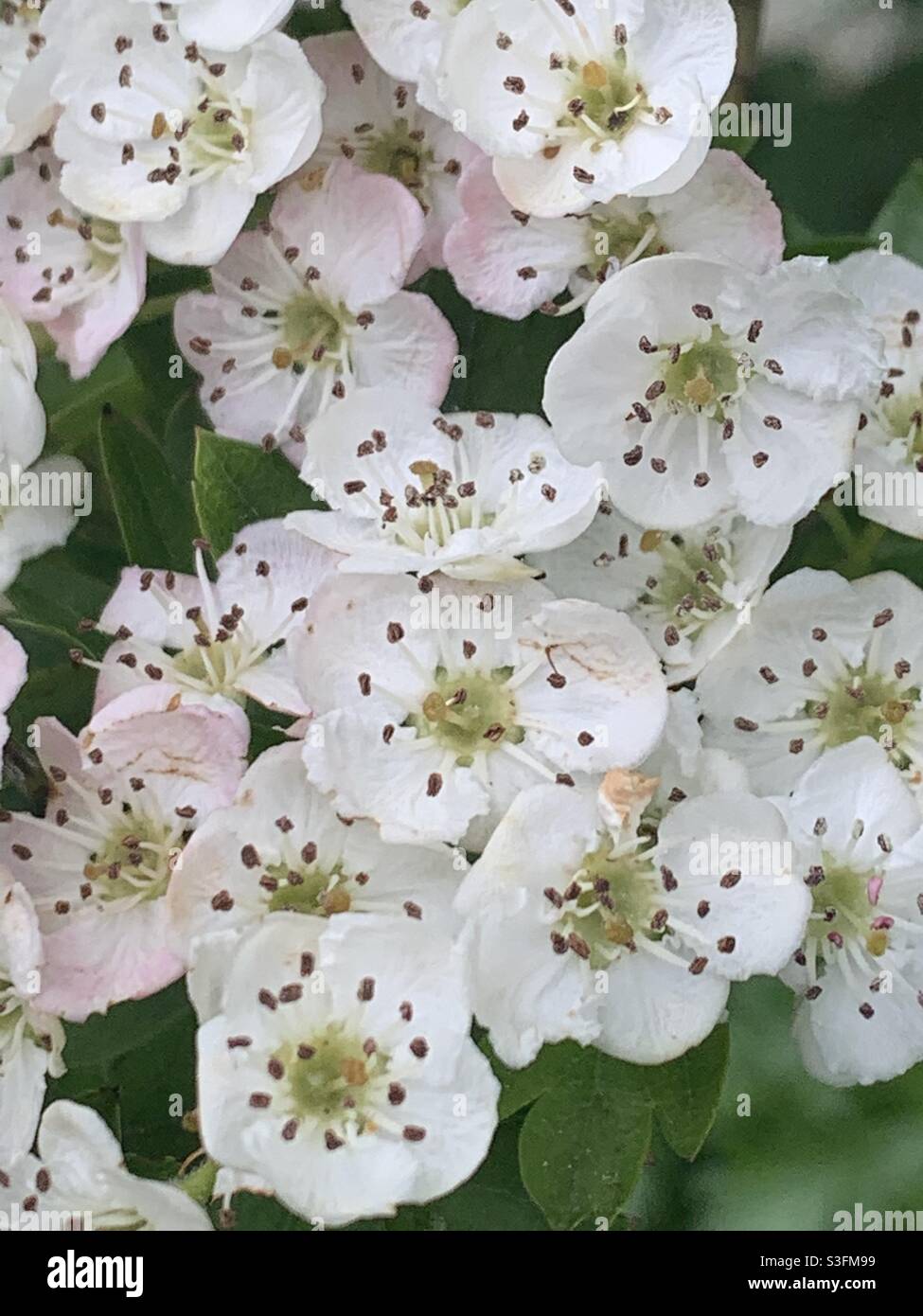 Spring finally here hi-res stock photography and images - Alamy