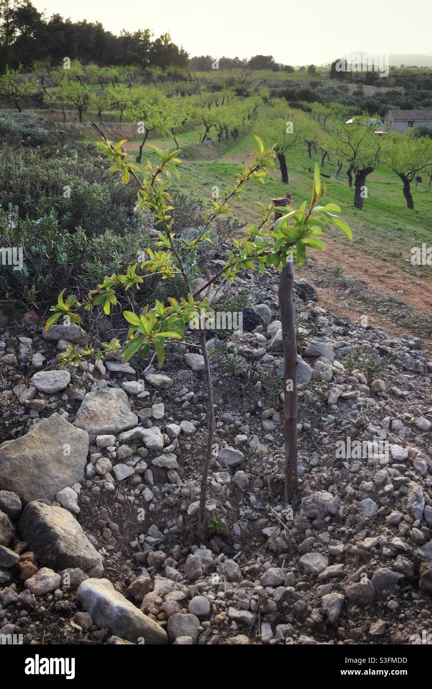 New almond tree in Spring, Catalonia, Spain. - Smartphone Captured Stock Image