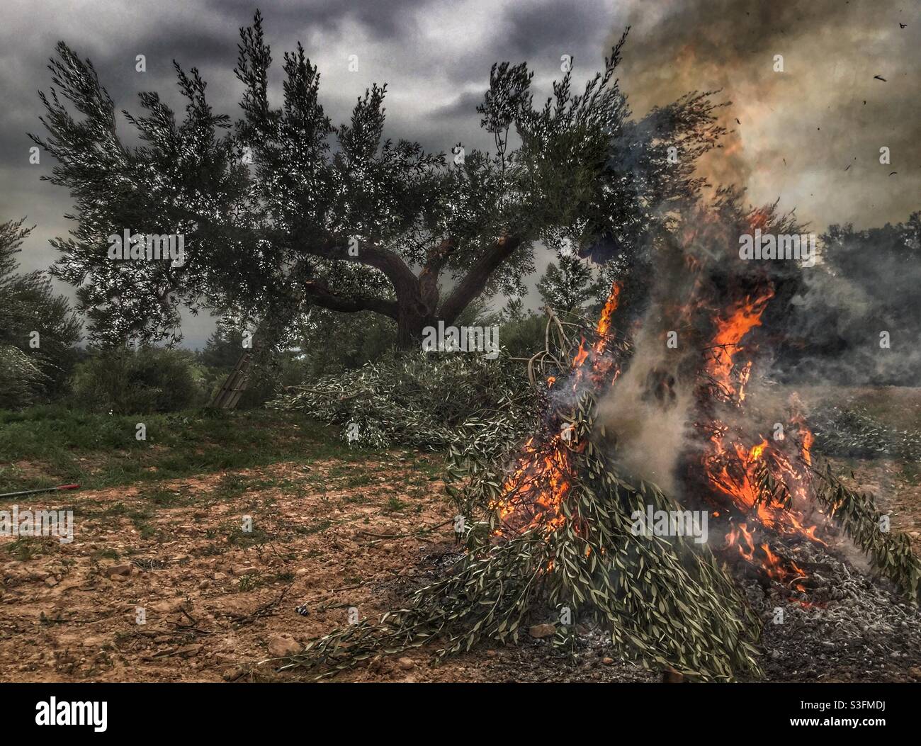 Olive pruning bonfire, Catalonia, Spain. - Smartphone Captured Stock Image