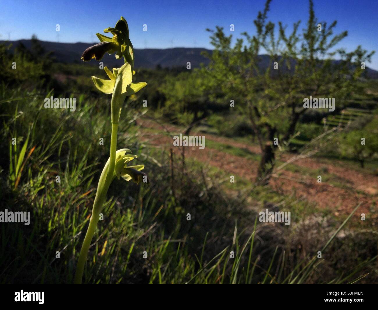 Early Spider Orchid, Catalonia, Spain. Stock Photo