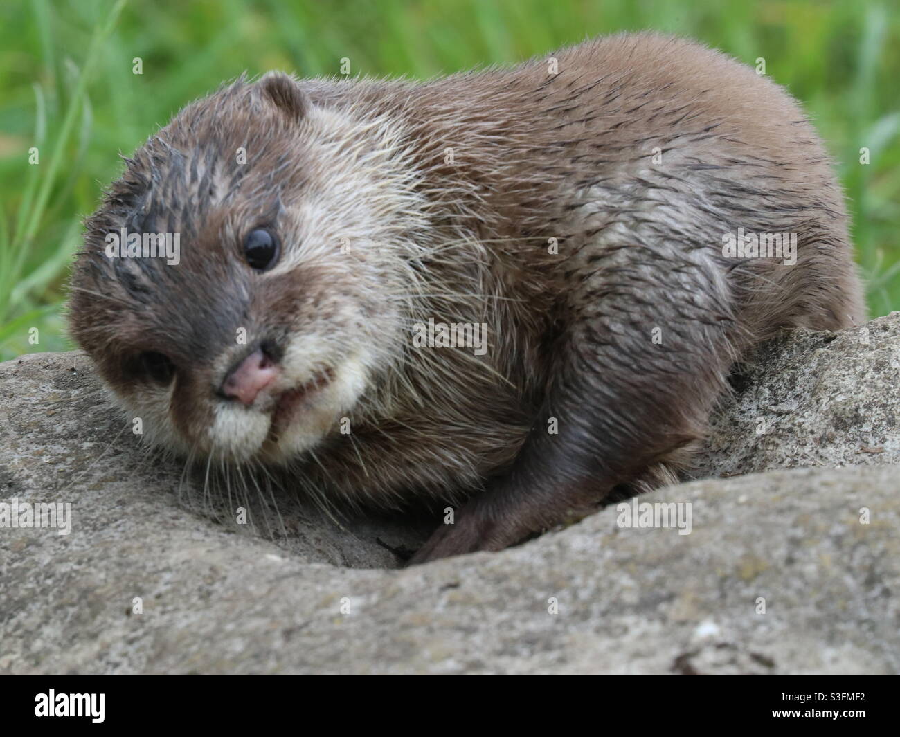 Cute Otter Stock Photo