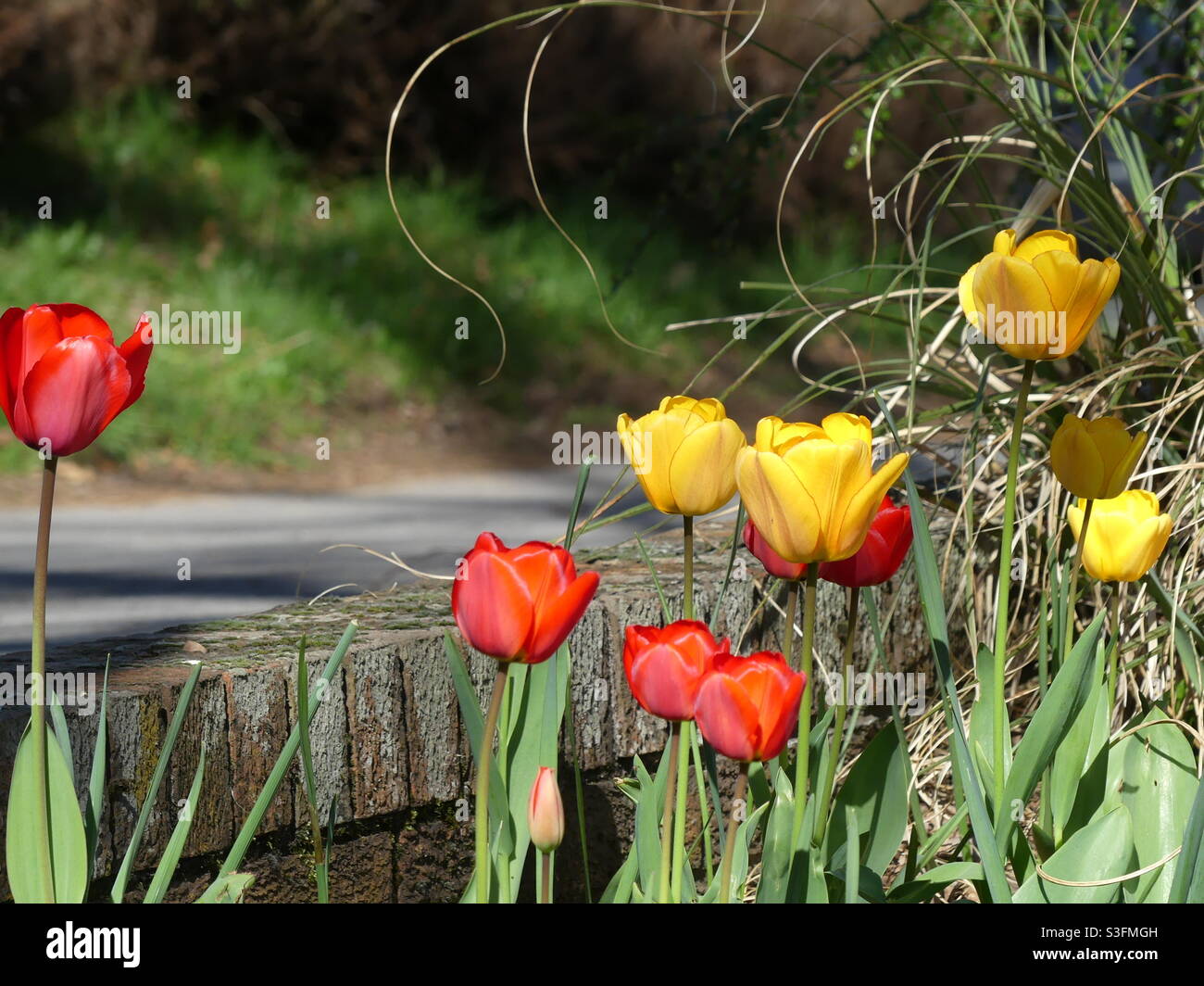 Tulips in Spring Stock Photo