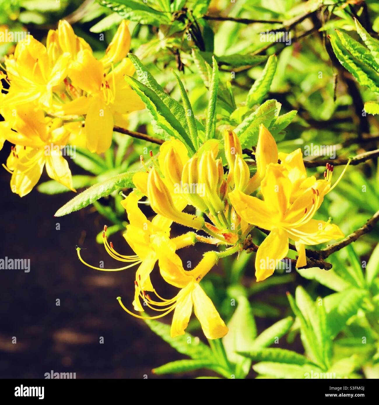 Yellow azaleas in the Spring Stock Photo