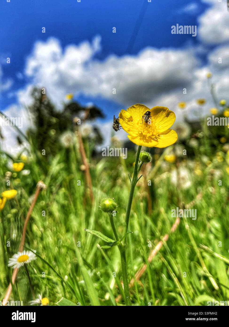 Flies on a yellow Butter Cup on village green - Smartphone Captured Stock Image