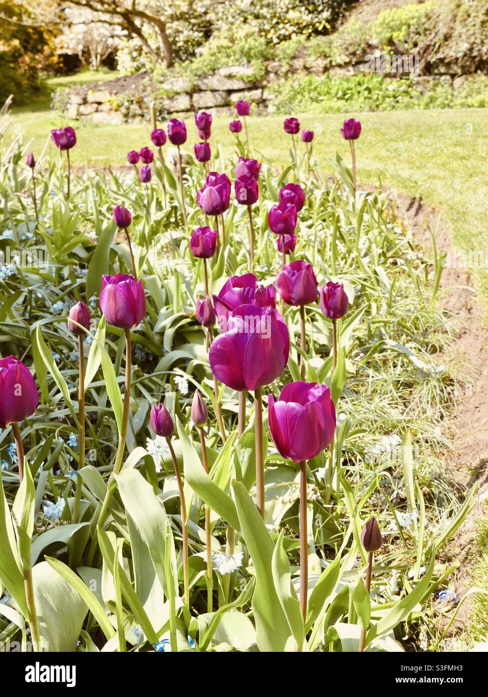 Runaway Tulips Stock Photo