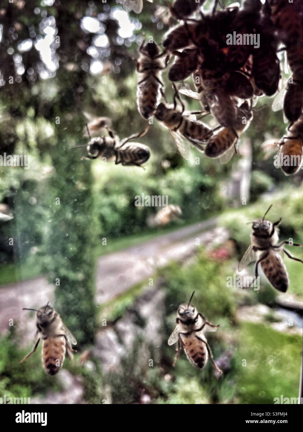 Swarming insects hi res stock photography and images Alamy Swarming insects hi res stock photography and images Alamy