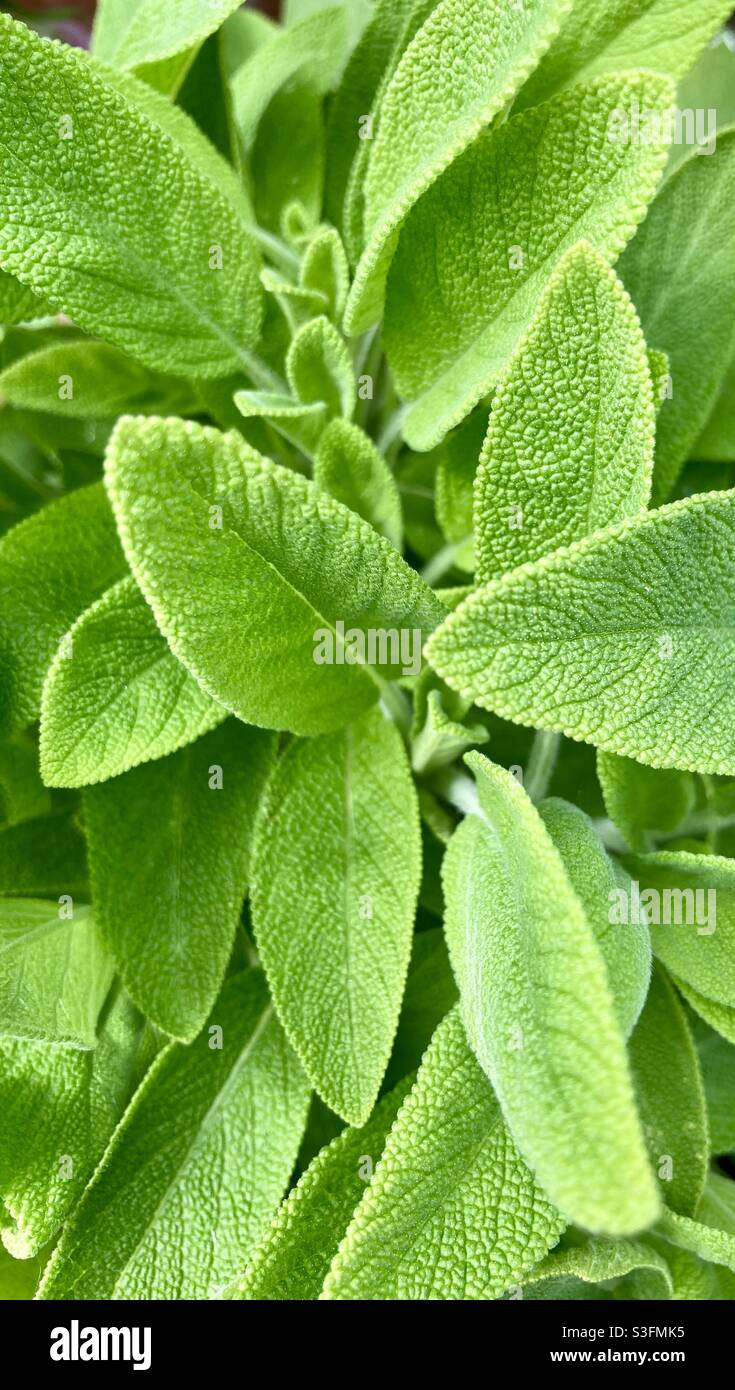 Sage green leaves hi-res stock photography and images - Alamy