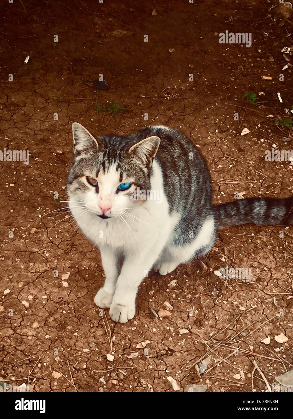 Cat with different eye color Stock Photo Alamy
