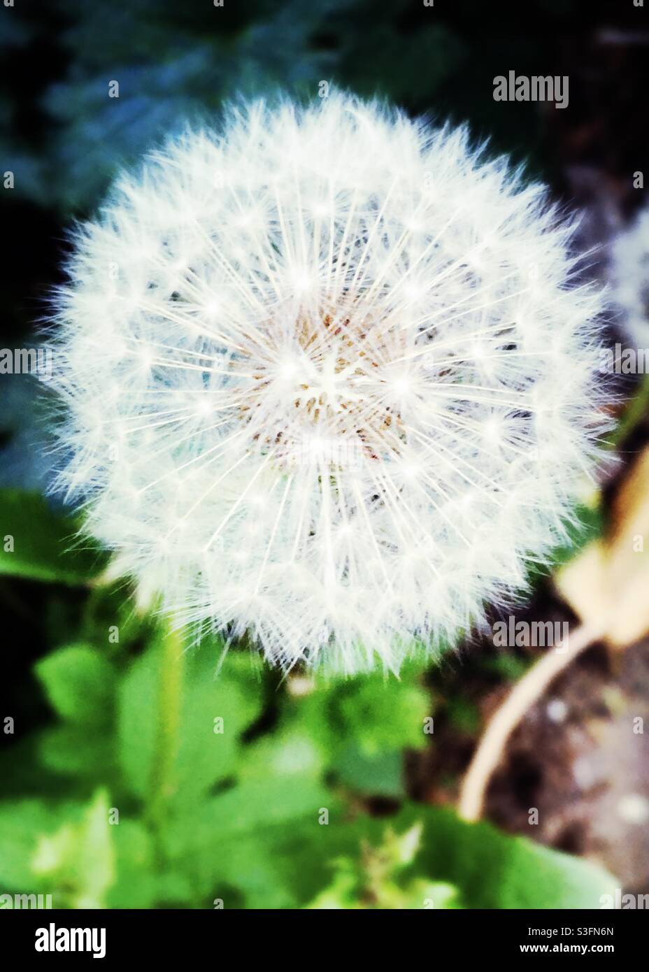 Fluffy white dandelion clock Stock Photo