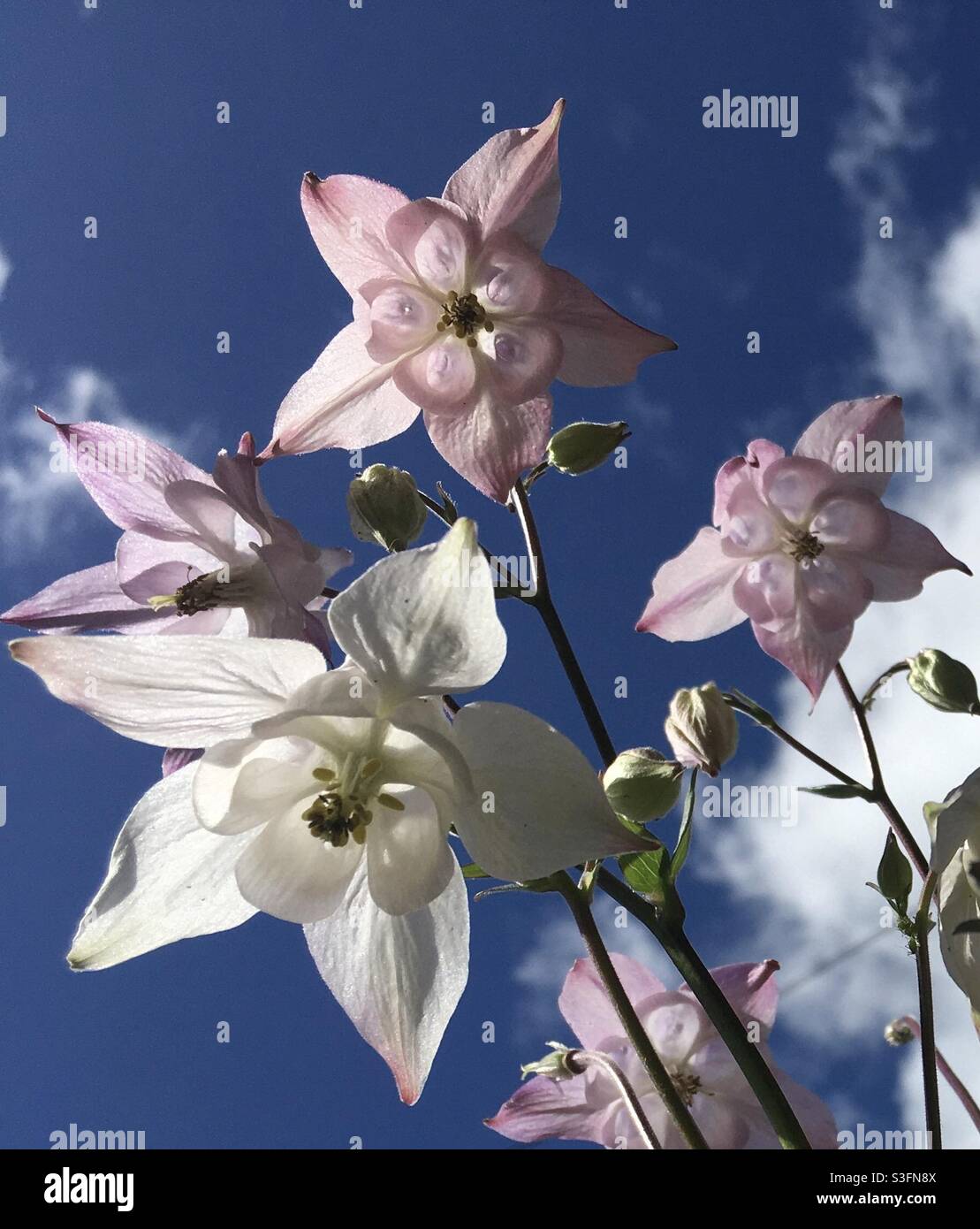 Pink and white aquilegia flowers against a blue sky Stock Photo