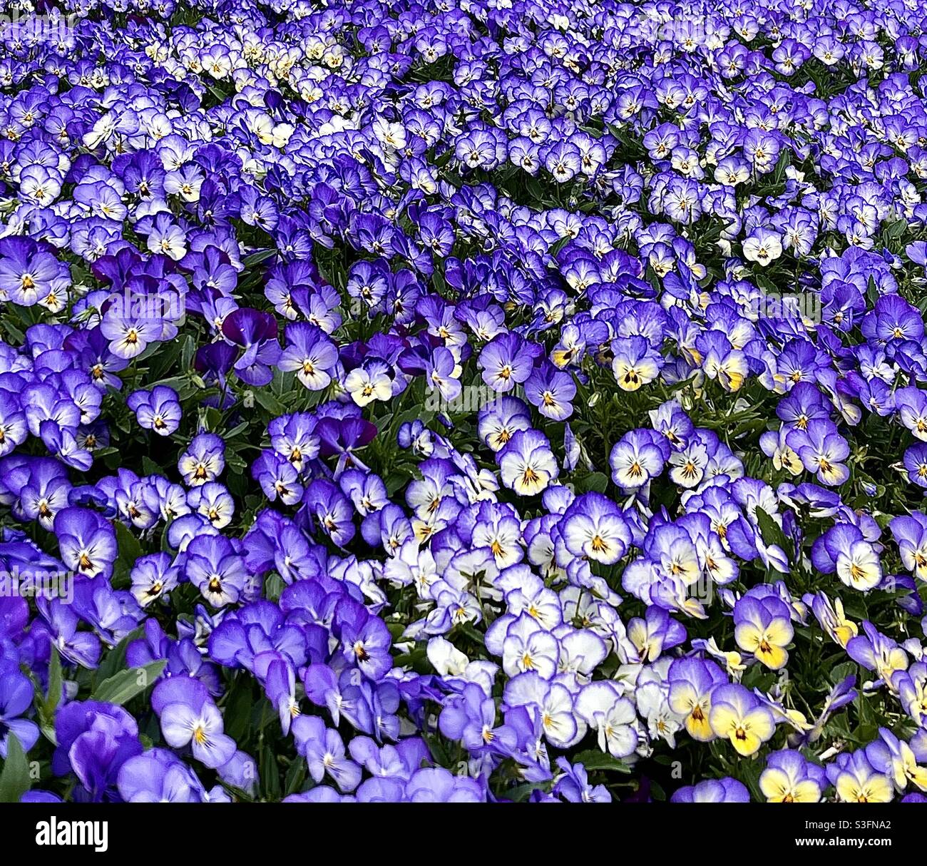 Beautiful Pansies Stock Photo