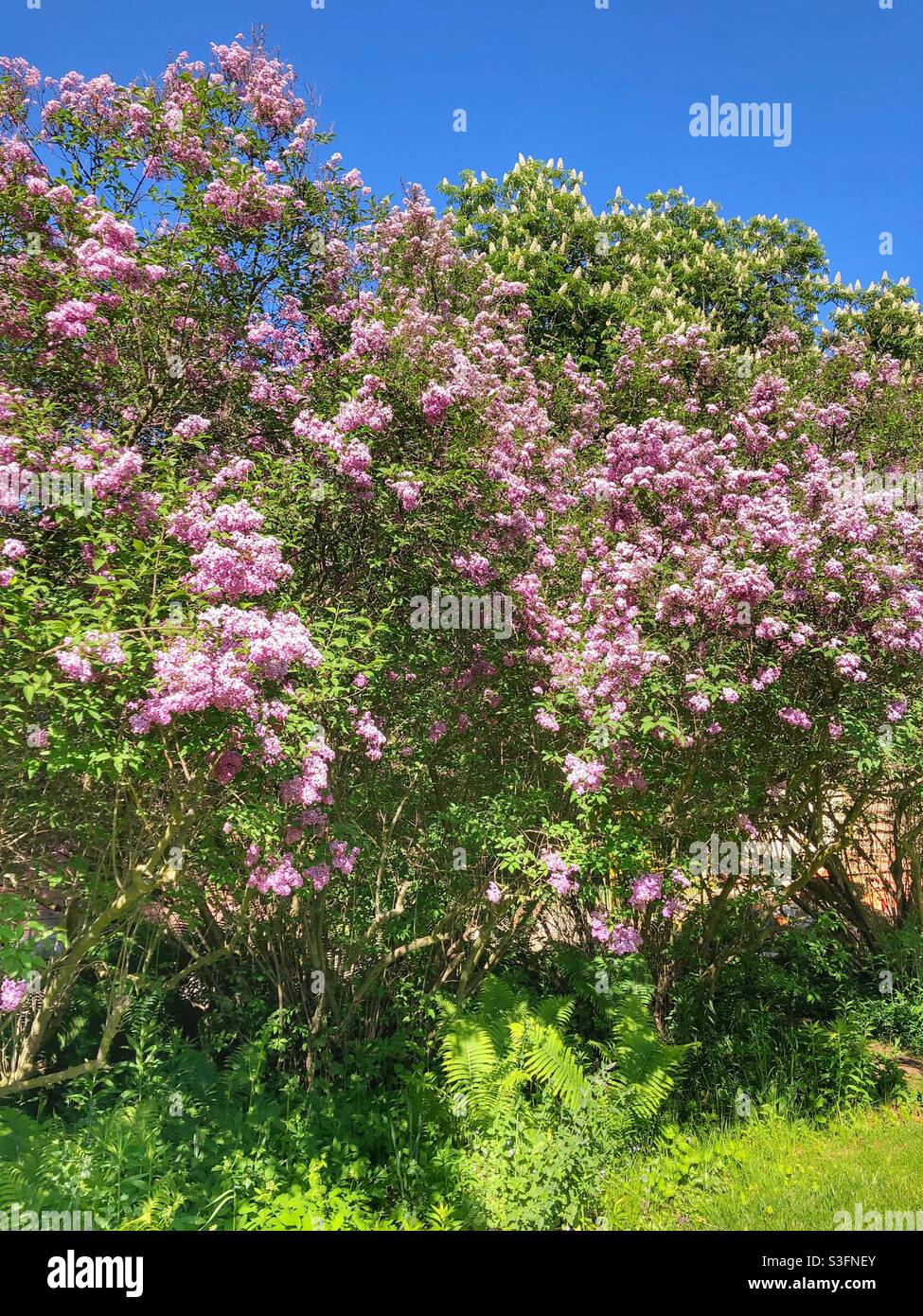 Lilac trees blooming in spring on a sunny day. - Smartphone Captured Stock Image