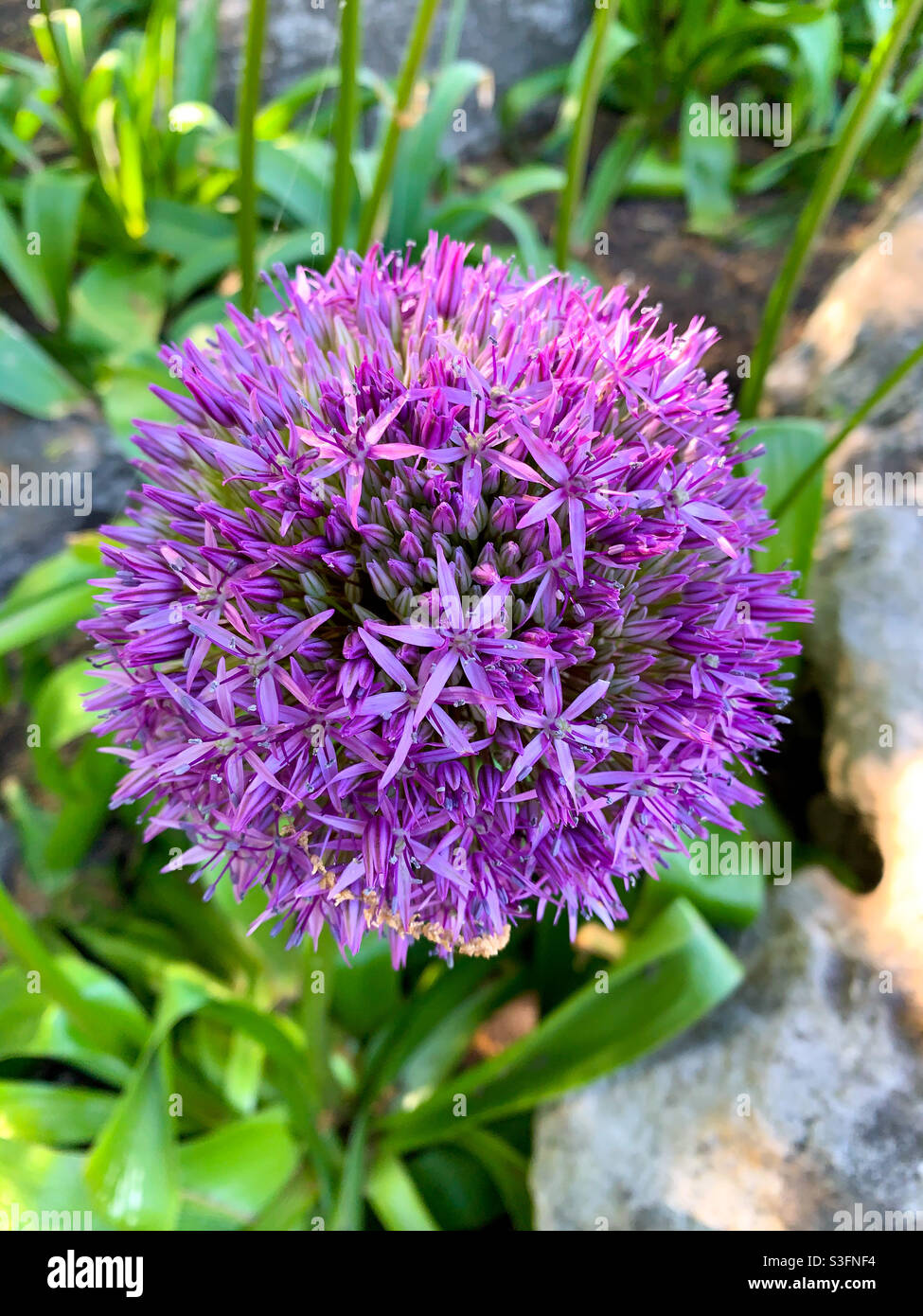 Giant ornamental onion flower Allium giganteum Stock Photo Alamy
