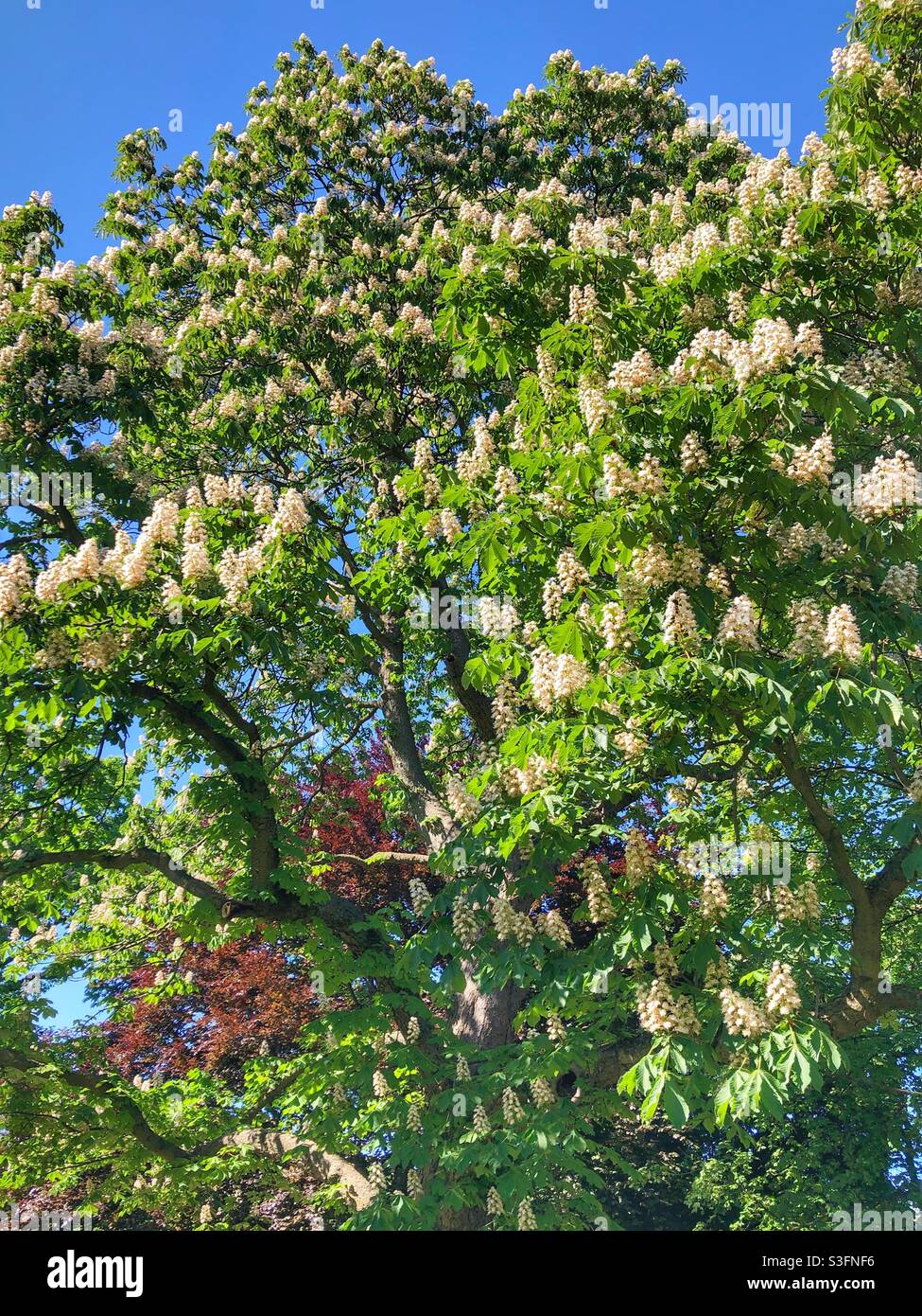 Blossoming trees in spring on a sunny day. - Smartphone Captured Stock Image