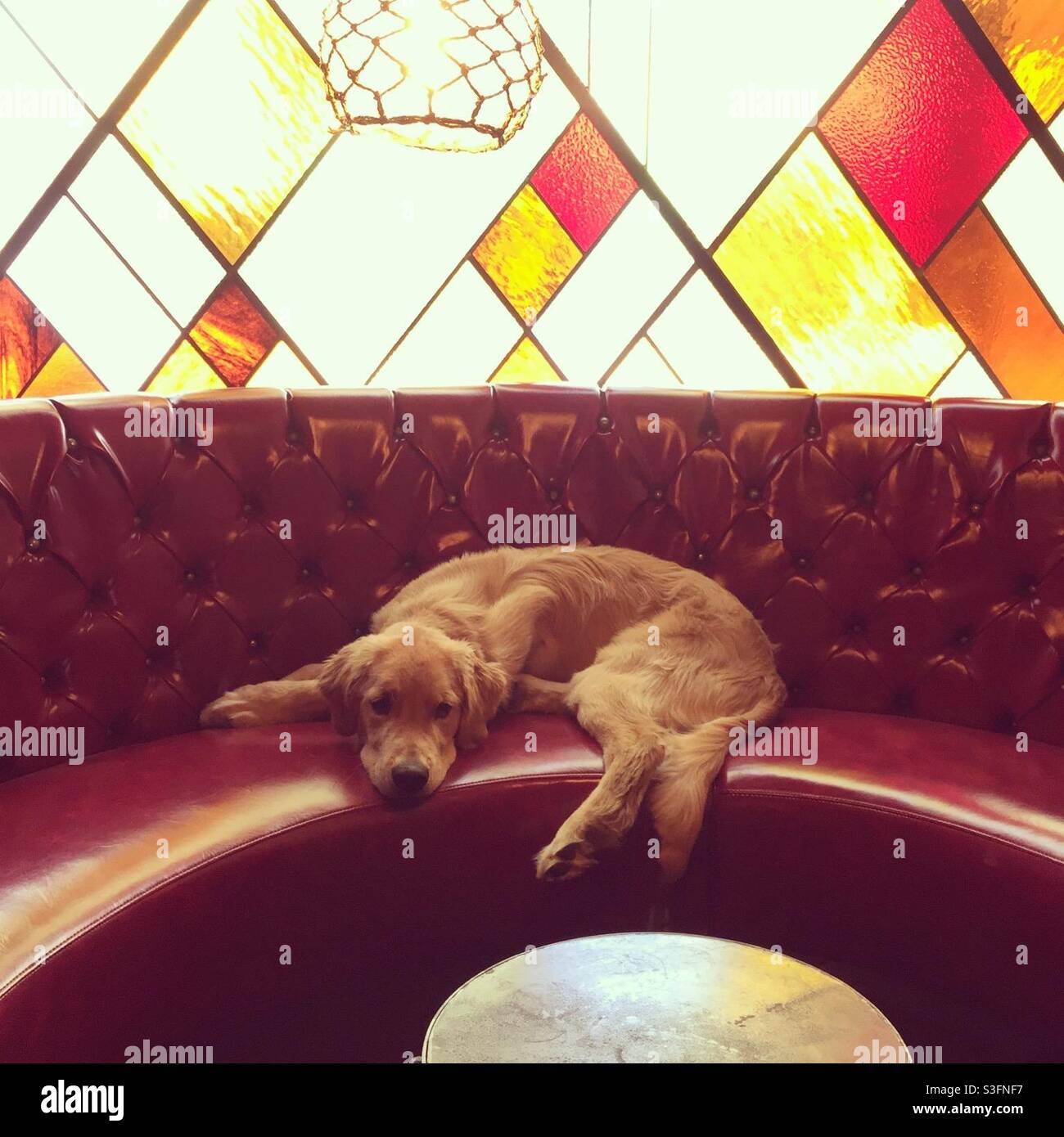 Golden retriever lying on a sofa in front of stained glass Stock Photo