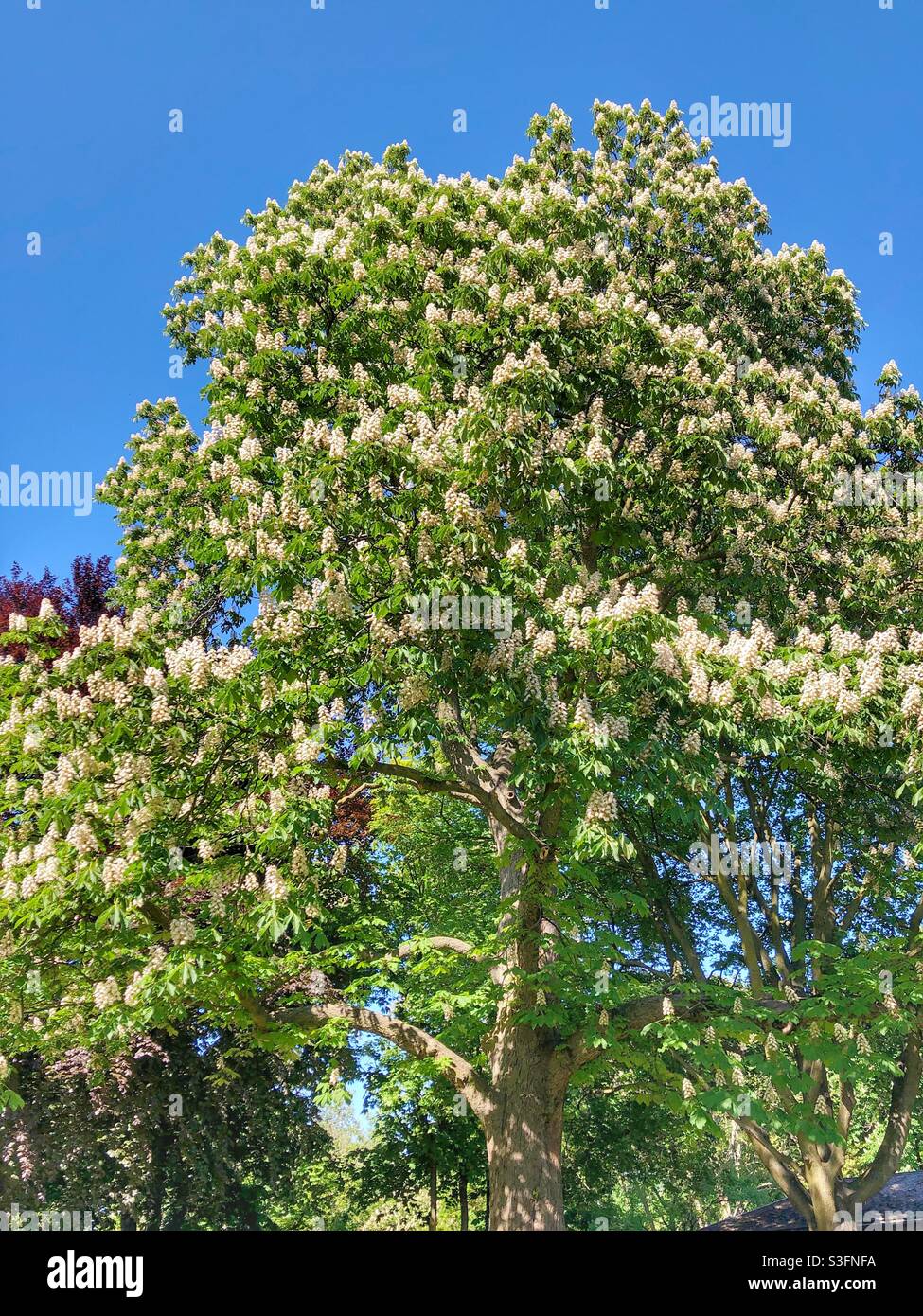 Blossoming trees in the spring on a sunny day. - Smartphone Captured Stock Image