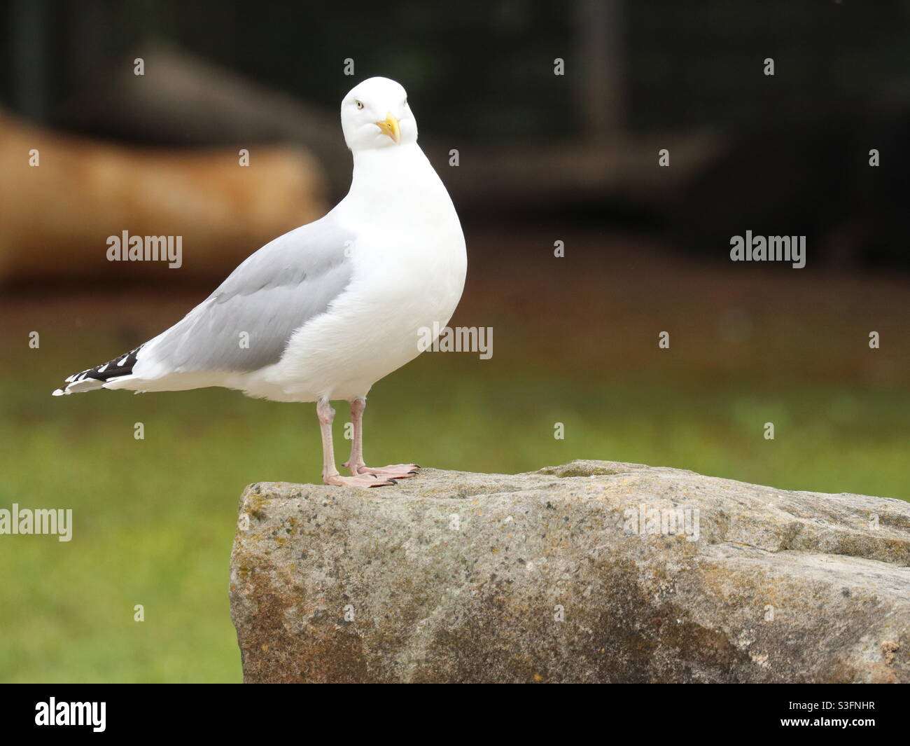 Seagull on Stone Stock Photo