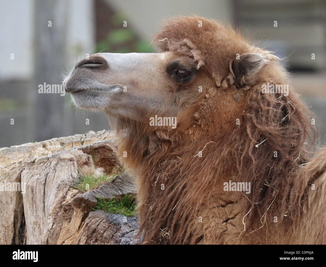 Camel loving posing for the camera - Smartphone Captured Stock Image