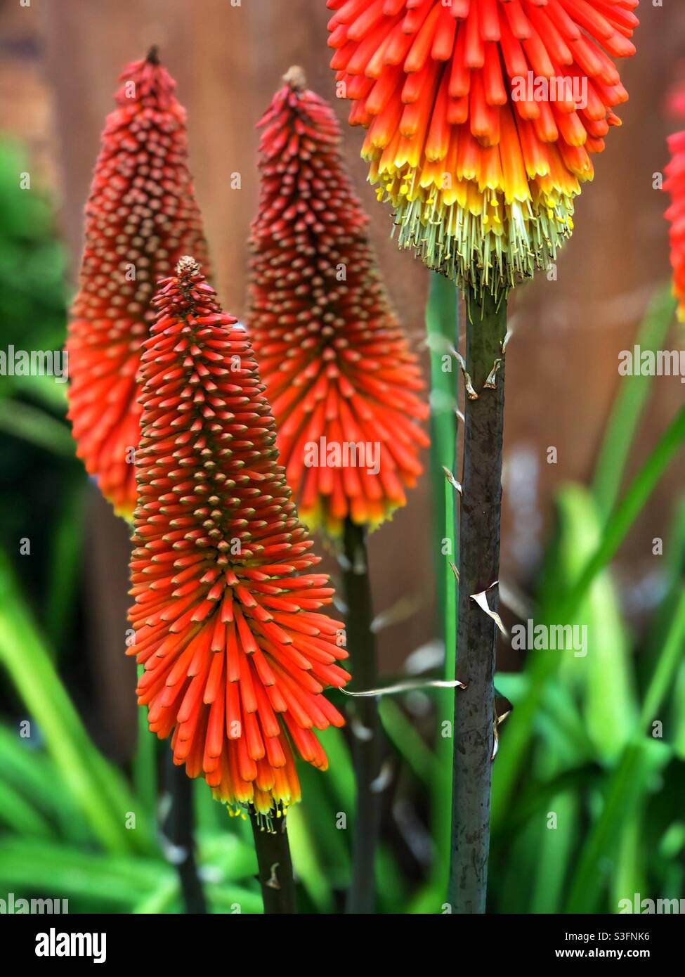 Cluster of vibrant flowers - Red Hot Poker Kniphofia - Smartphone Captured Stock Image