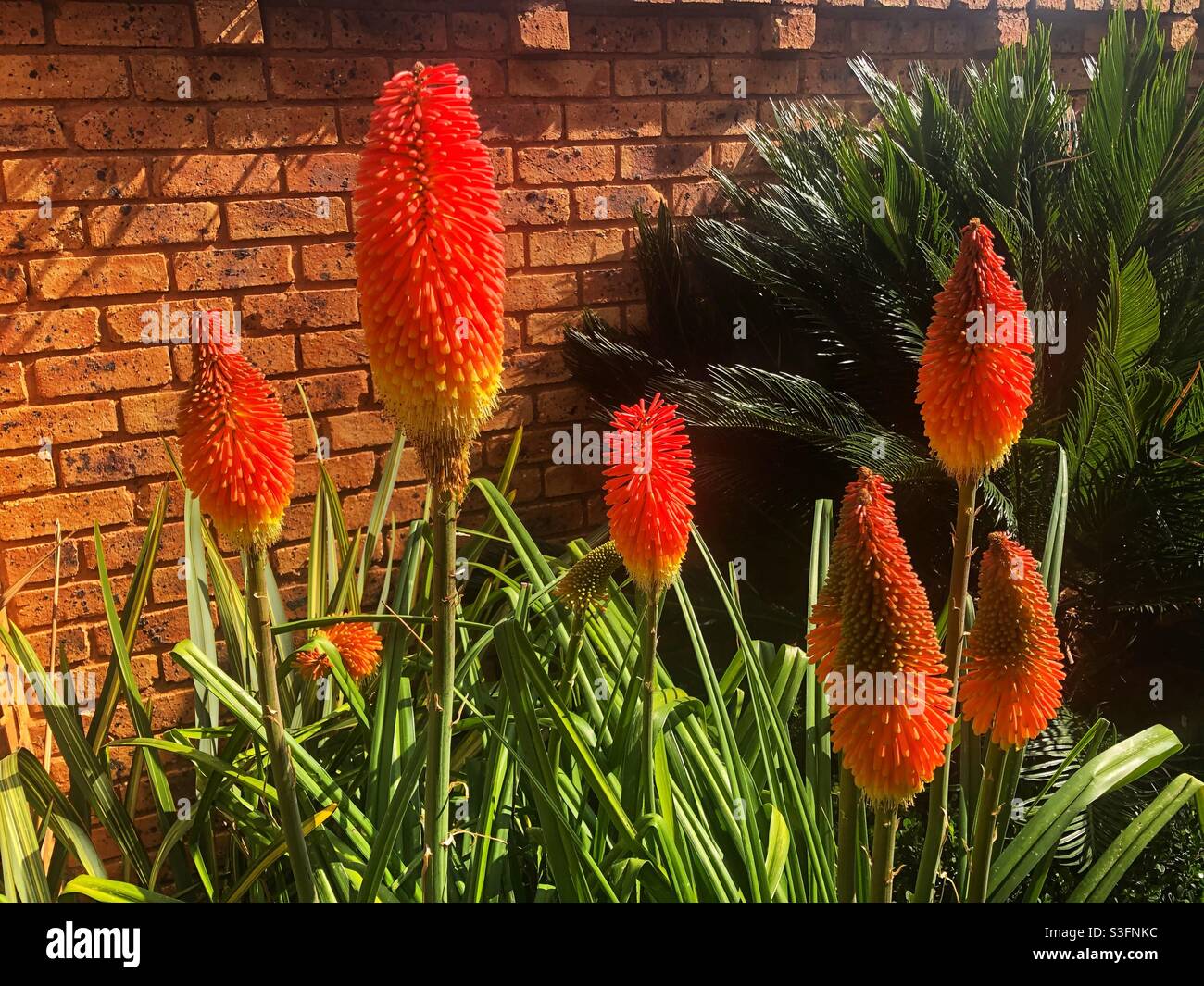 The vibrant colours of a red hot poker during the winter months in the Northern hemisphere - the sunbirds love the nectar of this flower - Smartphone Captured Stock Image