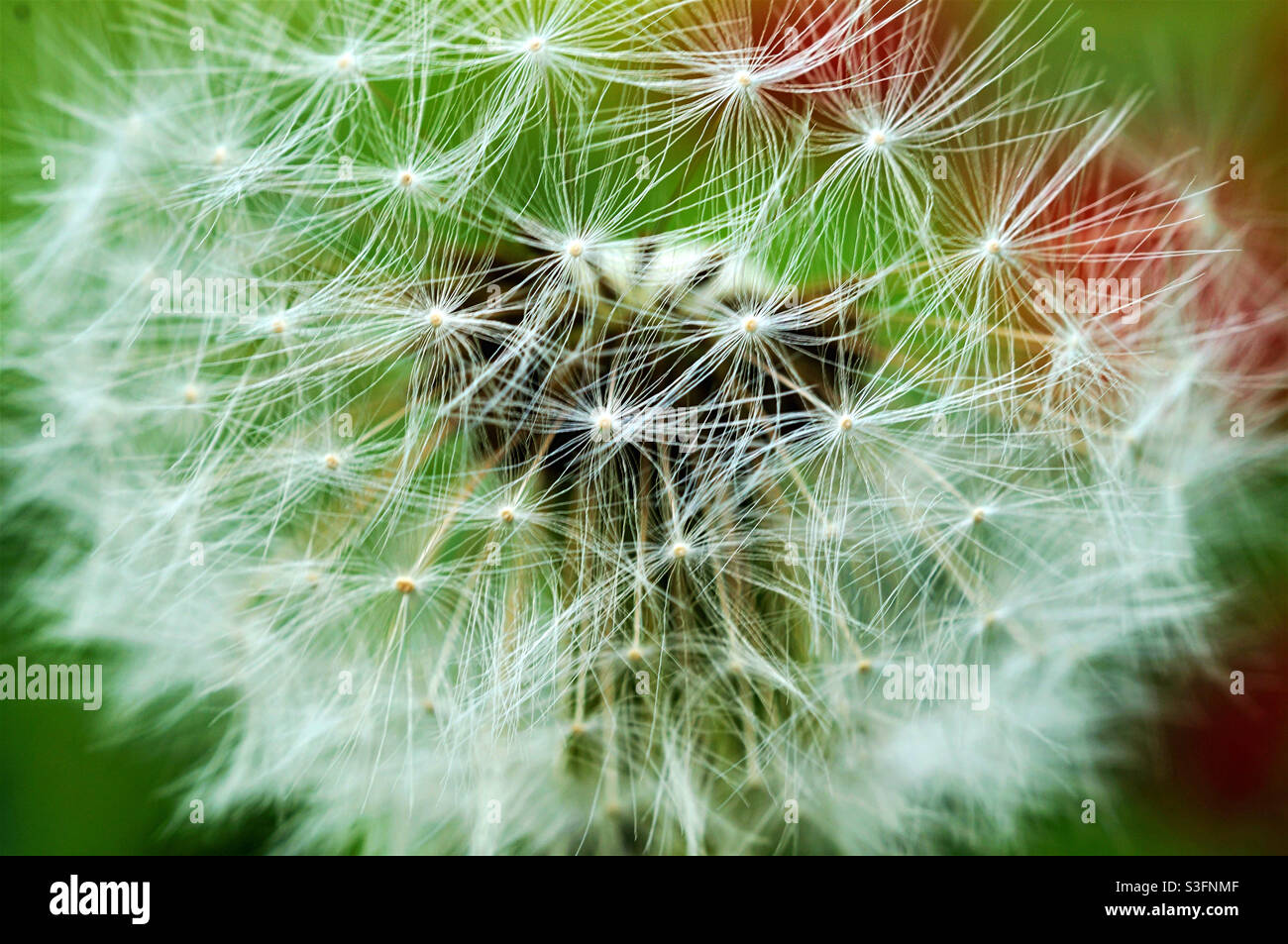 Ripe dandelion hi-res stock photography and images - Alamy